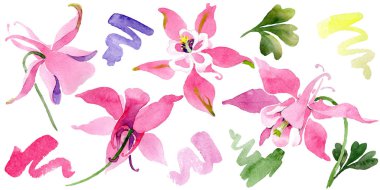 Kırmızı aquilegia botanik çiçek. Suluboya arka plan illüstrasyon küme. İzole aquilegia illüstrasyon öğesi.
