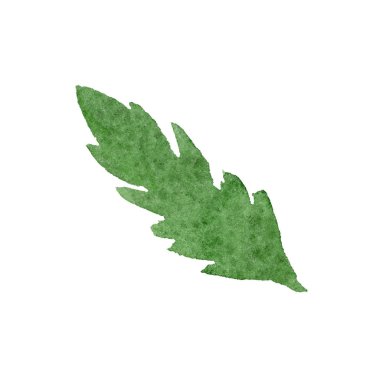 Daysy yeşil yaprak. Botanik çiçek. Suluboya arka plan ayarlamak. İzole daisy illüstrasyon öğesi.