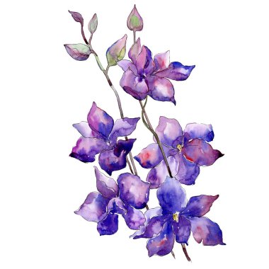 Mor delphinium buket botanik çiçek. Suluboya arka plan ayarlamak. İzole delphinium illüstrasyon öğesi.