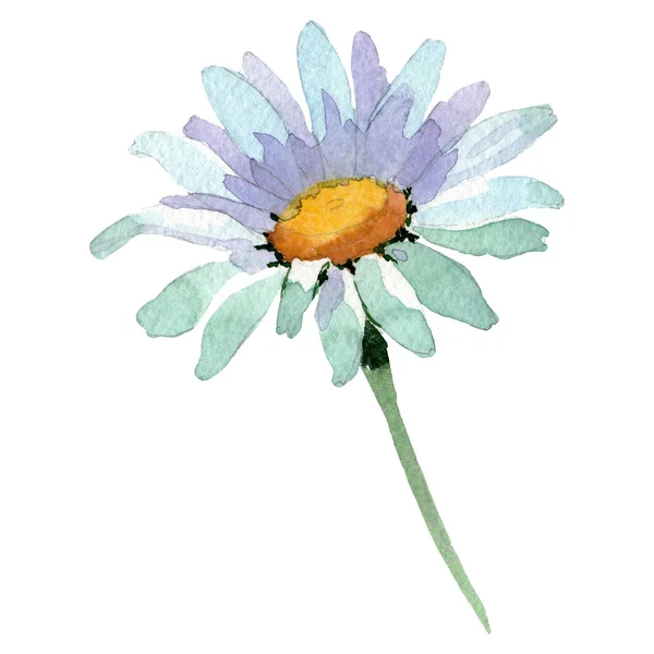 Weiße Blütenblume mit Blüten. Aquarell Hintergrundillustration Set. Isoliertes Gänseblümchen-Illustrationselement. — Stockfoto