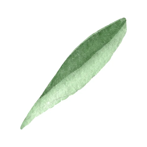 Зеленый лист маргаритки. Цветочный ботанический цветок. Акварельный набор фона. Изолированный элемент ромашки . — стоковое фото