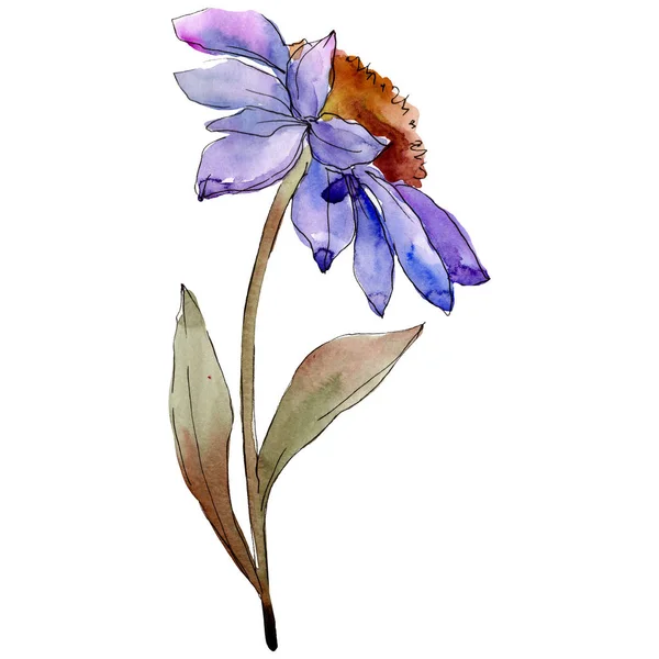 Mavi mishaelmas papatya botanik çiçek. Suluboya arka plan ayarlamak. İzole aster illüstrasyon öğesi. — Stok fotoğraf