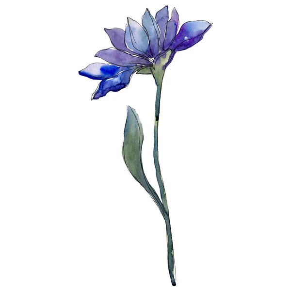 Μπλε mishaelmas Μαργαρίτα floral βοτανικό λουλούδι. Σετ ακουαρέλας φόντο. Απομονωμένη aster εικονογράφηση στοιχείο. — Φωτογραφία Αρχείου