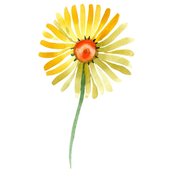 Żółty stokrotka kwiat kwiatowy botanicznych. Zestaw ilustracji tle akwarela. Element ilustracja na białym tle stokrotka. — Zdjęcie stockowe