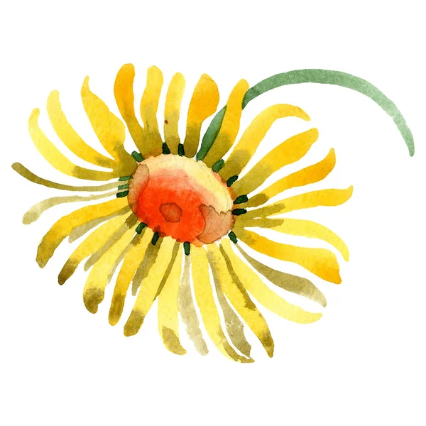 Sárga Margaréta virág botanikai virág. Akvarell háttér illusztráció készlet. Elszigetelt daisy ábra elem. — Stock Fotó