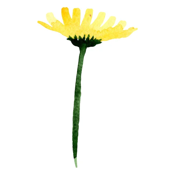 黄色雏菊花植物学花。水彩背景插图集。孤立的雏菊插图元素. — 图库照片