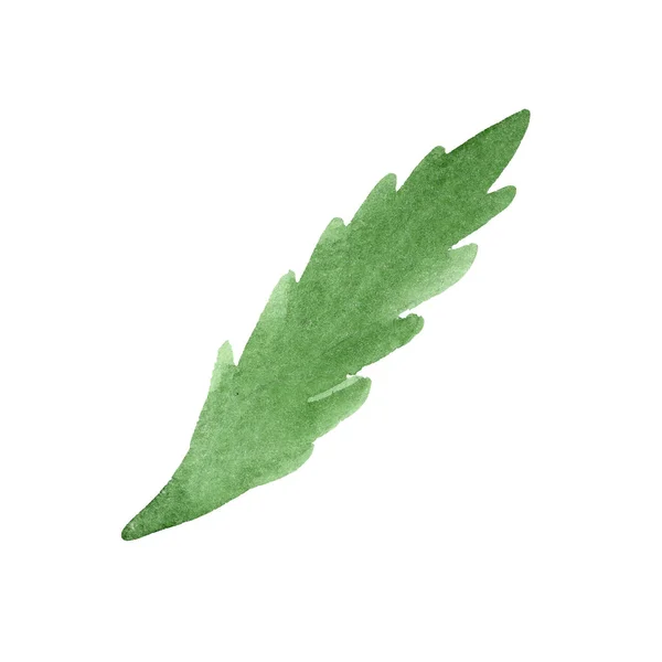 Daysy green leaf. Цветочный ботанический цветок. Акварельный набор фона. Изолированный элемент ромашки . — стоковое фото