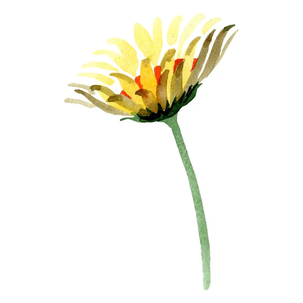 Żółty stokrotka kwiat kwiatowy botanicznych. Zestaw ilustracji tle akwarela. Element ilustracja na białym tle stokrotka. — Zdjęcie stockowe