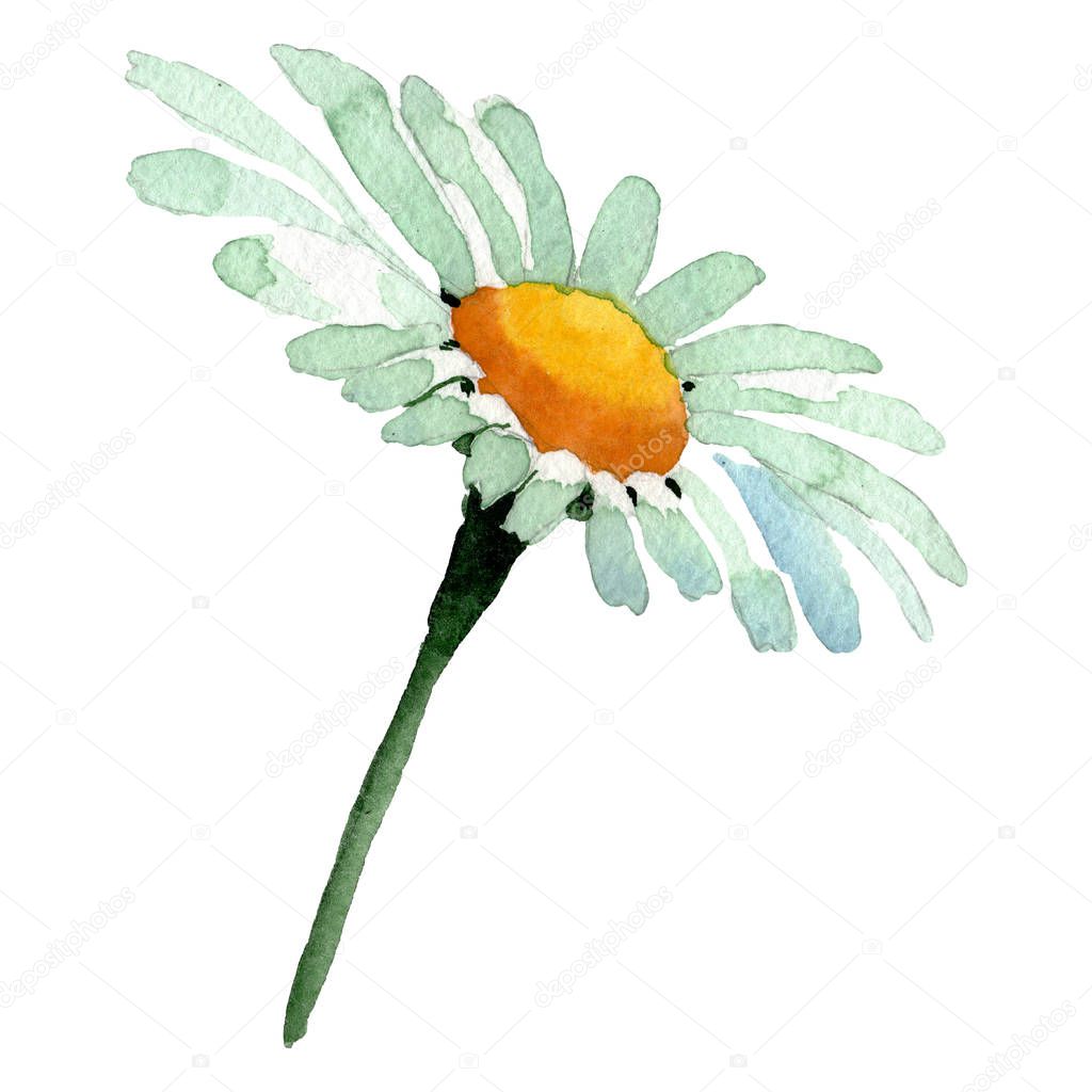 White daisy floral botanical flower. Watercolor background illustration set. Isolated daisy illustration element.