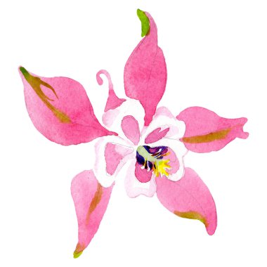 Kırmızı aquilegia botanik çiçek. Suluboya arka plan illüstrasyon küme. İzole aquilegia illüstrasyon öğesi.