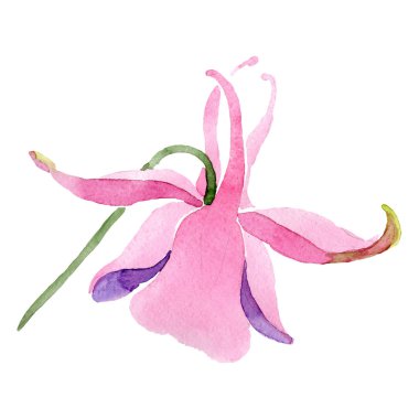 Kırmızı aquilegia botanik çiçek. Suluboya arka plan illüstrasyon küme. İzole aquilegia illüstrasyon öğesi.