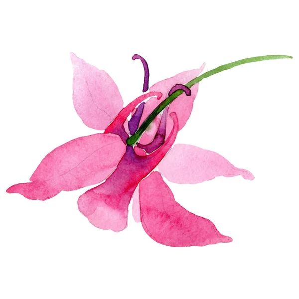 Aquilegia vermelho flor botânica floral. Conjunto de ilustração de fundo aquarela. Elemento de ilustração aquilegia isolado . — Fotografia de Stock