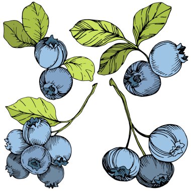 Vektör Blueberry Yeşil ve mavi mürekkep sanat kazınmış. Çilek ve yeşil yaprakları. İzole yaban mersini illüstrasyon öğesi.
