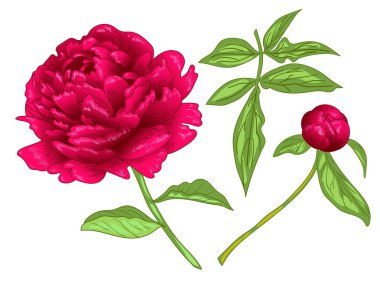 Vektör kırmızı Şakayık botanik çiçek. Kırmızı ve yeşil mürekkep sanat kazınmış. İzole Şakayık illüstrasyon öğesi.