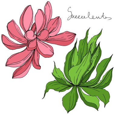 Vektör orman botanik etli çiçek. Mürekkep sanat illüstrasyon kazınmış. İzole succulents illüstrasyon öğesi.
