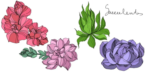 Agave Sketchストックベクター ロイヤリティフリーagave Sketchイラスト ページ 4 Depositphotos Agave Sketchストックベクター ロイヤリティフリーagave Sketchイラスト ページ 4 Depositphotos