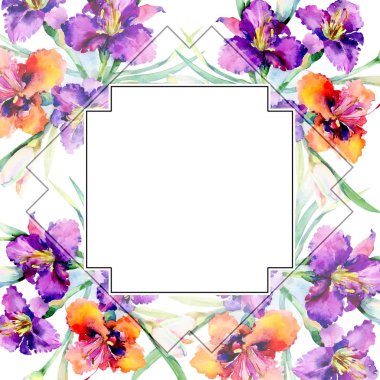 Mor daylily buket çiçek botanik çiçekler. Suluboya arka plan illüstrasyon küme. Çerçeve kenarlığı süsleme Meydanı.