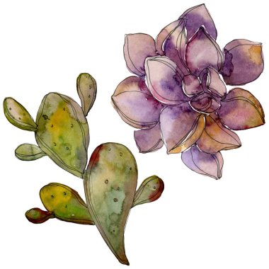 Orman botanik etli çiçek. Suluboya arka plan illüstrasyon küme. İzole lezzetli illüstrasyon öğesi.