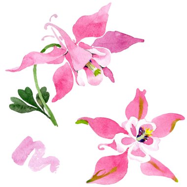 Kırmızı aquilegia botanik çiçek. Suluboya arka plan illüstrasyon küme. İzole aquilegia illüstrasyon öğesi.