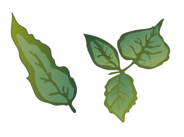 Vektör Rose yeşil yaprak botanik çiçek. Yeşil mürekkep sanat kazınmış. Gül illüstrasyon izole öğesi.