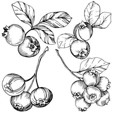 Vektör Blueberry siyah beyaz mürekkep sanat kazınmış. Çilek ve bırakır. İzole yaban mersini illüstrasyon öğesi.