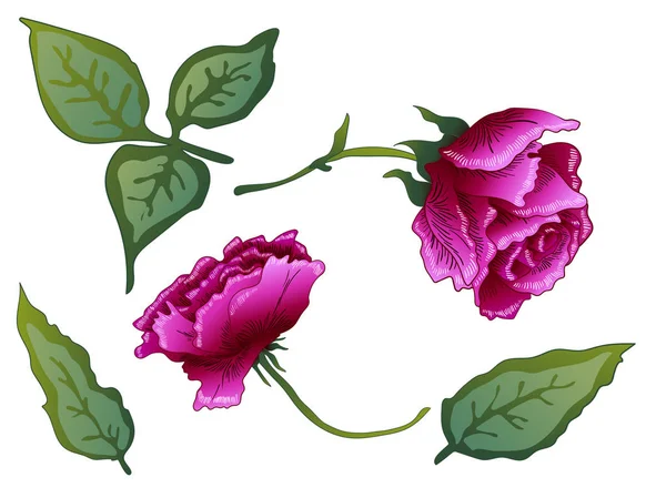 Vector Fleur botanique florale rose pourpre. Encre gravée violette. Elément d'illustration isolé rose . — Image vectorielle