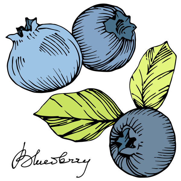 Vector Blueberry green and blue engraved ink art. Berries and green leaves. Isolated blueberry illustration element.