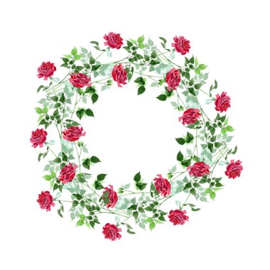 Kırmızı çalı güller çiçek botanik çiçekler. Suluboya arka plan illüstrasyon küme. Çerçeve kenarlığı süsleme Meydanı.