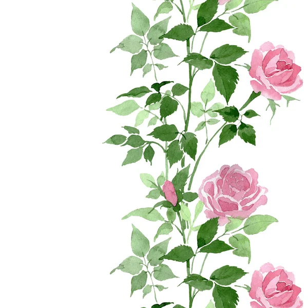 Rosa rosas arbusto flores botánicas florales. Conjunto de ilustración de fondo acuarela. Patrón de fondo sin costuras . —  Fotos de Stock