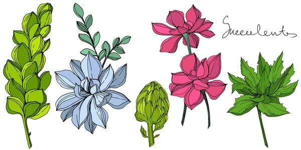 Flor suculenta botánica de la selva vectorial. Ilustración de arte de tinta grabada. Elemento ilustrativo de suculentas aisladas . — Vector de stock