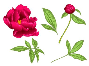 Vektör kırmızı Şakayık botanik çiçek. Kırmızı ve yeşil mürekkep sanat kazınmış. İzole Şakayık illüstrasyon öğesi.