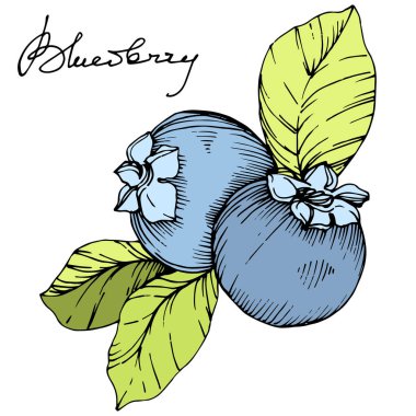 Vektör Blueberry Yeşil ve mavi mürekkep sanat kazınmış. Çilek ve yeşil yaprakları. İzole yaban mersini illüstrasyon öğesi.