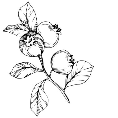 Vektör Blueberry siyah beyaz mürekkep sanat kazınmış. Çilek ve bırakır. İzole yaban mersini illüstrasyon öğesi.