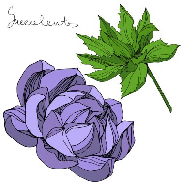 Vektör orman botanik etli çiçek. Mürekkep sanat illüstrasyon kazınmış. İzole succulents illüstrasyon öğesi.