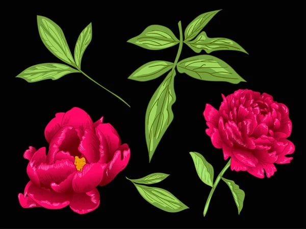 Flor botánica floral Vector Red Peony. Tinta grabada roja y verde. Elemento de ilustración de peonía aislada . — Vector de stock