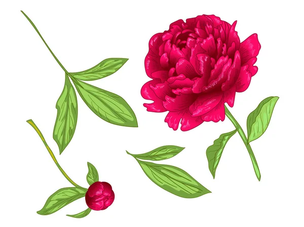 Цветочный ботанический цветок Vector Red Peony. Красная и зеленая гравировка чернил. Изолированный пионный иллюстрационный элемент . — стоковый вектор