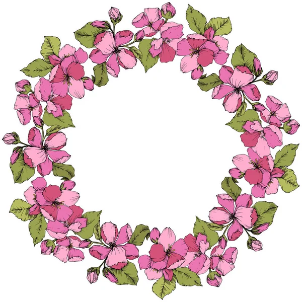 Vector rosa flor de manzana floral flor botánica. Arte de tinta grabada. Marco borde ornamento cuadrado sobre fondo blanco . — Vector de stock