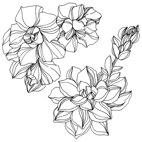 Vector Selva botânica flor suculenta. Tinta gravada a preto e branco. Isolado suculentas ilustração elemento . —  Vetores de Stock