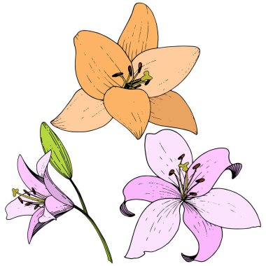 Pembe ve turuncu lily botanik çiçek vektör. Oyulmuş mürekkep sanat. İzole zambak resim öğesi.