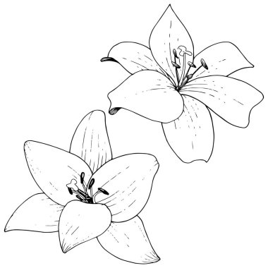 Vektör Lily botanik çiçek. Siyah ve beyaz mürekkep sanat kazınmış. İzole zambak resim öğesi.