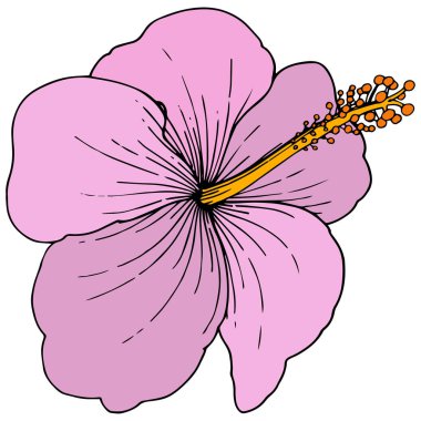 Vektör Hibiscus çiçek tropik çiçekler. Oyulmuş mürekkep sanat. İzole hibiscus illüstrasyon öğe beyaz arka plan üzerinde.