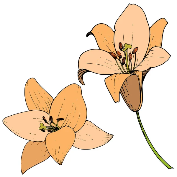 Vektor Orange Lilja blommig botaniska blomma. Graverade bläck konst. Isolerade liljor illustration element på vit bakgrund. — Stock vektor