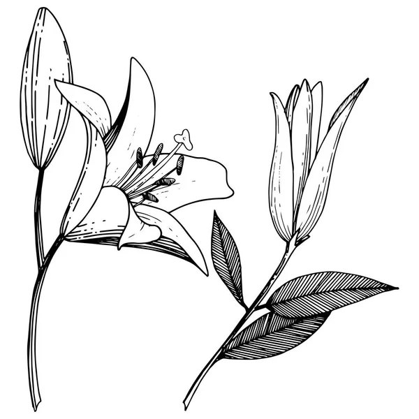 ベクトル ユリの花植物花。黒と白には、アートが刻まれています。孤立したユリの図要素. — ストックベクタ
