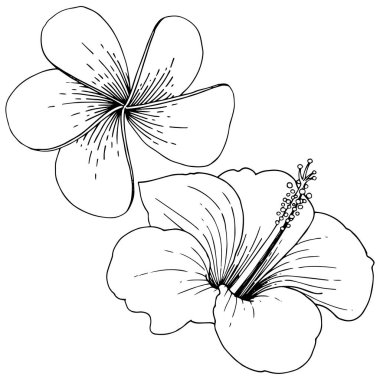 Vektör Hibiscus çiçek tropik çiçekler. Siyah ve beyaz mürekkep sanat kazınmış. İzole hibiscus illüstrasyon öğesi.