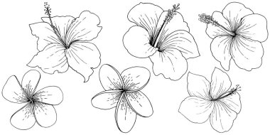 Vektör Hibiscus çiçek tropik çiçekler. Siyah ve beyaz mürekkep sanat kazınmış. İzole hibiscus illüstrasyon öğesi.