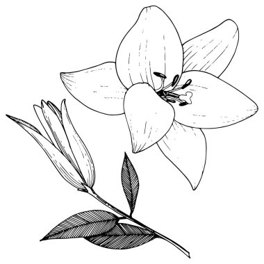Vektör Lily botanik çiçek. Siyah ve beyaz mürekkep sanat kazınmış. İzole zambak resim öğesi.