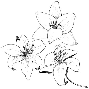 Vektör Lily botanik çiçek. Siyah ve beyaz mürekkep sanat kazınmış. İzole zambak resim öğesi.