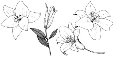 Vektör Lily botanik çiçek. Siyah ve beyaz mürekkep sanat kazınmış. İzole zambak resim öğesi.