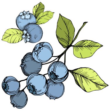 Vektör Blueberry Yeşil ve mavi mürekkep sanat kazınmış. Çilek ve yeşil yaprakları. İzole yaban mersini illüstrasyon öğesi.
