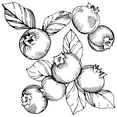 Vektör Blueberry siyah beyaz mürekkep sanat kazınmış. Çilek ve bırakır. İzole yaban mersini illüstrasyon öğesi.